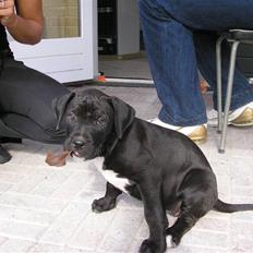 Blanding af racer Cali - Himmelhund