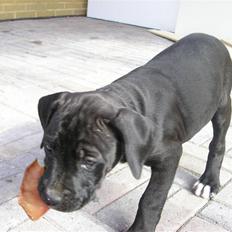 Blanding af racer Cali - Himmelhund