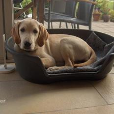 Labrador retriever Clara