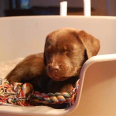 Labrador retriever Caya