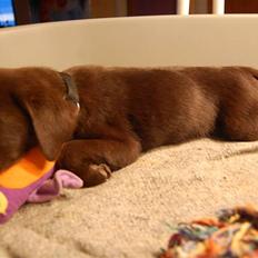 Labrador retriever Caya