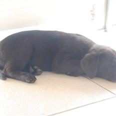 Labrador retriever Caya