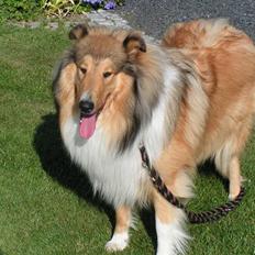 Collie langhåret Murphy