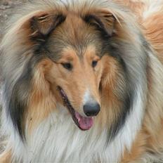 Collie langhåret Murphy