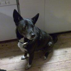 Blanding af racer Laban