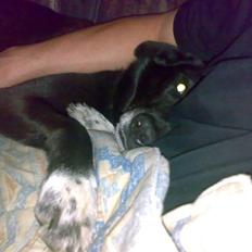 Blanding af racer Laban