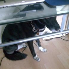 Blanding af racer Laban