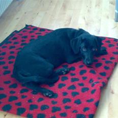 Blanding af racer Liverpool (kaldenavn Liv)