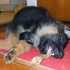 Schæferhund Kongo