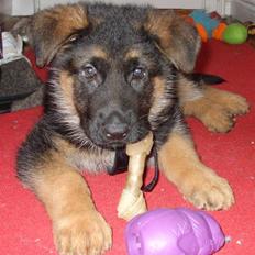 Schæferhund Kongo