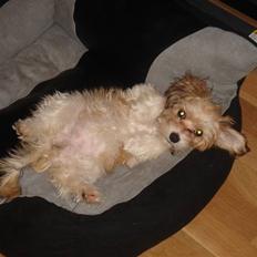 Bichon havanais silke:*