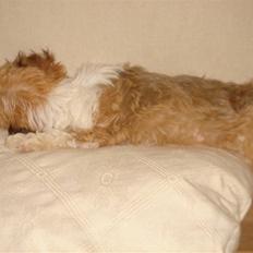 Bichon havanais silke:*