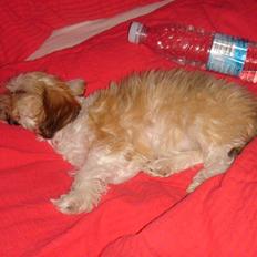 Bichon havanais silke:*