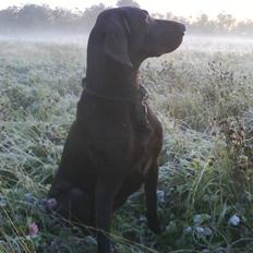 Korthåret hønsehund Ryttersminde's Balder