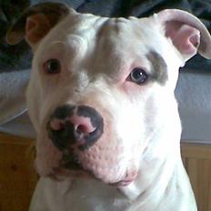 Amerikansk staffordshire terrier Junior