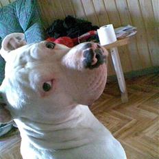 Amerikansk staffordshire terrier Junior