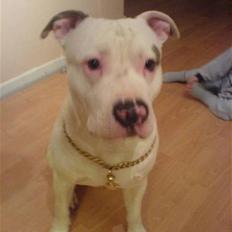 Amerikansk staffordshire terrier Junior