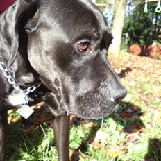 Blanding af racer Pelle