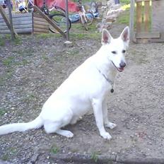 Hvid schæfer Luka ***RIP***