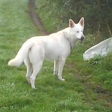 Hvid schæfer Luka ***RIP***