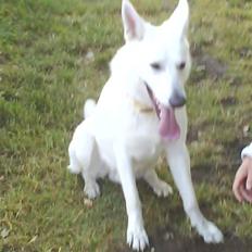 Hvid schæfer Luka ***RIP***