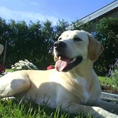 Labrador retriever Freja