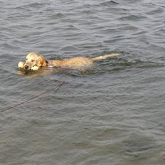 Labrador retriever Freja