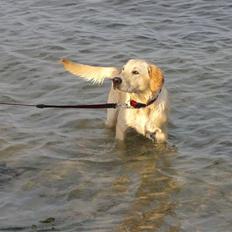 Labrador retriever Freja