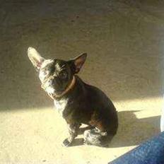 Blanding af racer Gucci R.I.P. ( 9/12-08 )