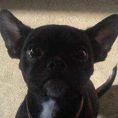 Blanding af racer Gucci R.I.P. ( 9/12-08 )