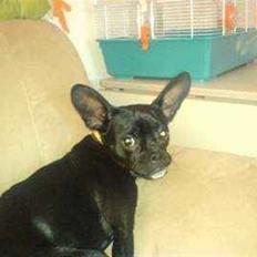 Blanding af racer Gucci R.I.P. ( 9/12-08 )