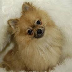 Pomeranian Malik R.I.P