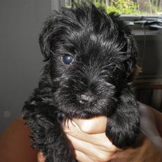 Dvaergschnauzer Mille