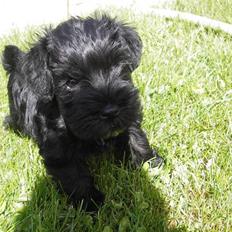 Dvaergschnauzer Mille