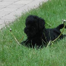 Dvaergschnauzer Mille