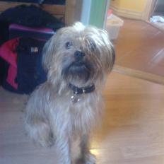 Blanding af racer shorty