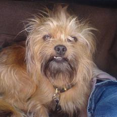 Blanding af racer shorty