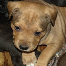 Staffordshire bull terrier Staff Royal Tyson