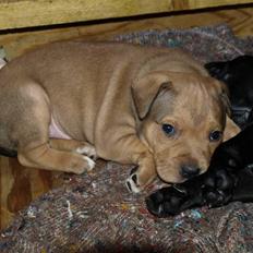 Staffordshire bull terrier Staff Royal Tyson