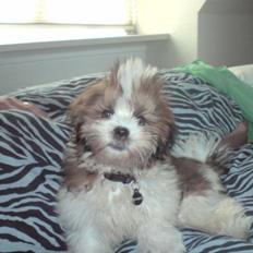Lhasa apso Bella