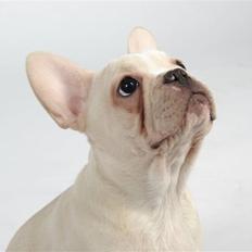 Fransk bulldog Dixie Baby DVDB