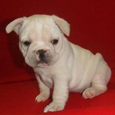 Fransk bulldog Dixie Baby DVDB