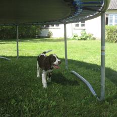 Engelsk springer spaniel Eddie