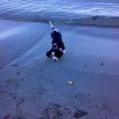 Engelsk springer spaniel Eddie