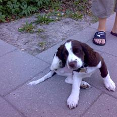 Engelsk springer spaniel Eddie