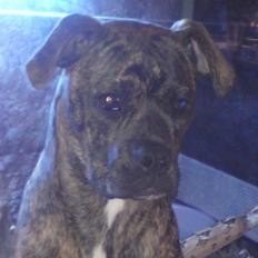 Amerikansk bulldog Damie