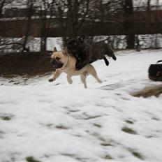 Fransk bulldog    Leibøll's Bom Bastique