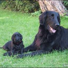 Flat coated retriever Smilla R.I.P <3..