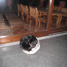 Flat coated retriever Smilla R.I.P <3..