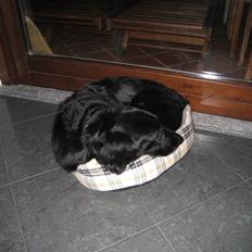 Flat coated retriever Smilla R.I.P <3..